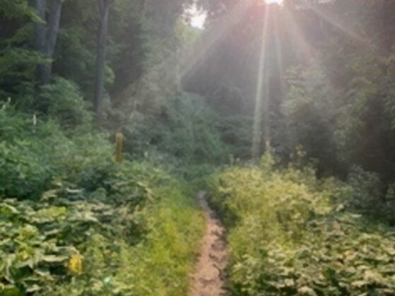 Export 100 Endurance Trail Run